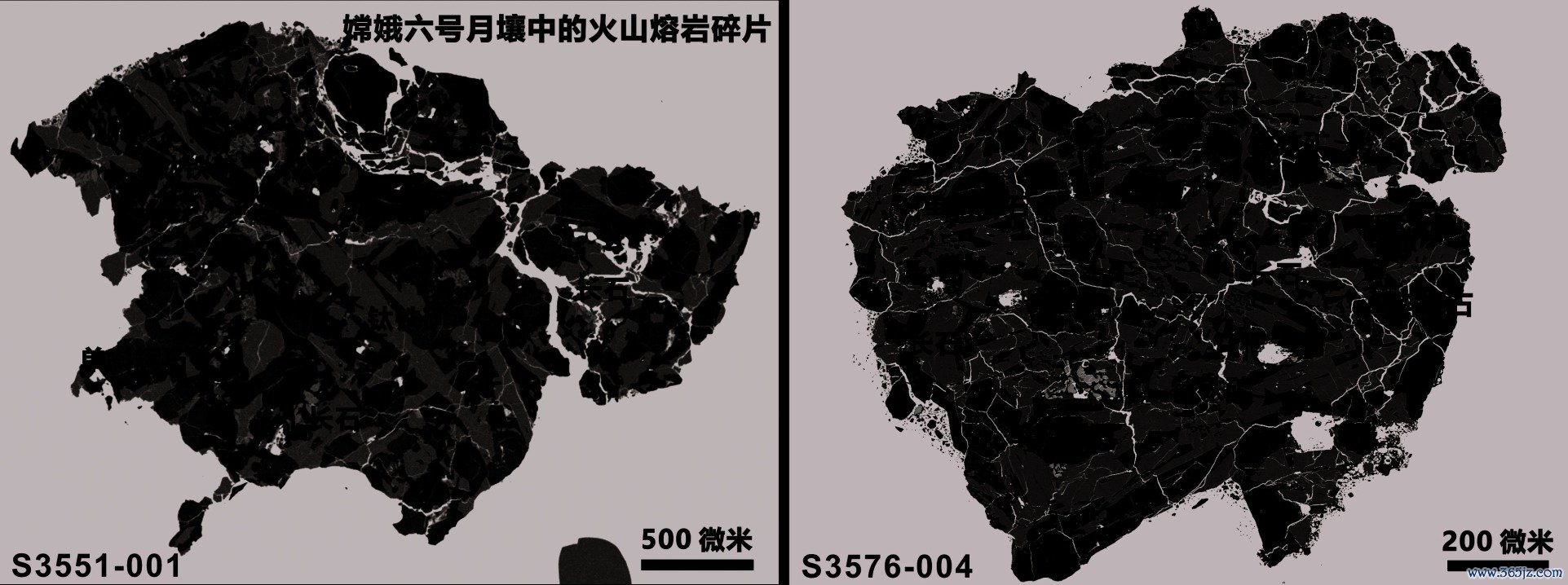 月背样本的构身分析